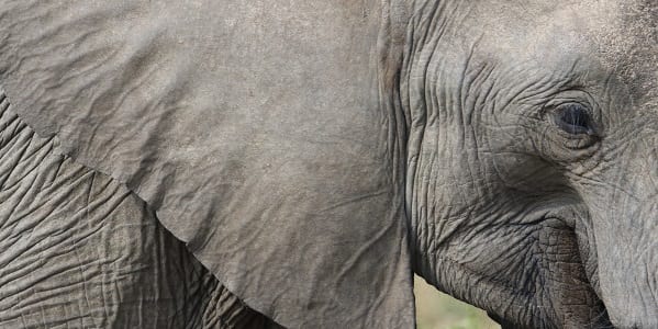 A close up of an African elephant's lare ear with the elephant's head in profile