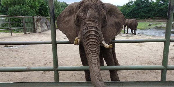 An African elephant poking its head through the bars of a fence at the edge of its enclosure