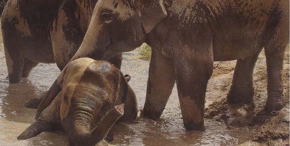 Two large Indian Elephants playing in the muddy water